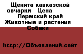 Щенята кавказской овчарки › Цена ­ 7 000 - Пермский край Животные и растения » Собаки   